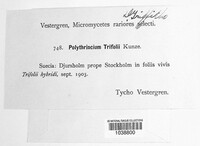 Polythrincium trifolii image